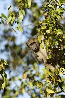 Images Dated 20th August 2009: Chacma Baboon (Papio ursinus)