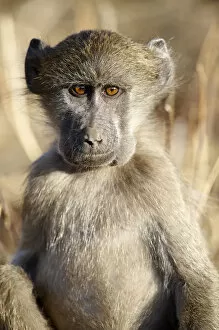 Images Dated 13th August 2009: Chacma Baboon (Papio ursinus)