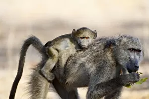 Safety Gallery: Chacma Baboons (Papio ursinus)