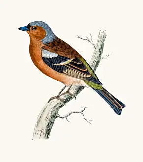 Finch Prints: Chaff Finch bird