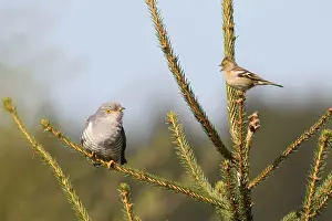 Chaffinch -Fringilla coelebs- being angry with a cuckoo -Cuculus canorus-, Allgau, Bavaria, Germany