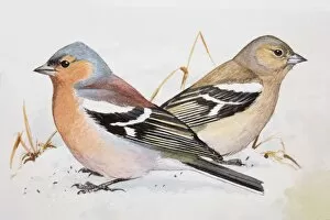 Chaffinch (Fringilla coelebs), male and female, sitting side by side, side view