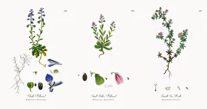 Images Dated 21st November 2017: Chalk Milkwort, Polygala Calcarea, Victorian Botanical Illustration, 1863