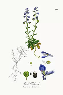 Images Dated 2nd October 2017: Chalk Milkwort, Polygala Calcarea, Victorian Botanical Illustration, 1863