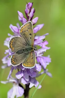 Butterfly Insect Gallery: Chalkhill Blue -Polyommatus coridon- male on Orchis, Trenchtling, Hochschwab, Styria, Austria