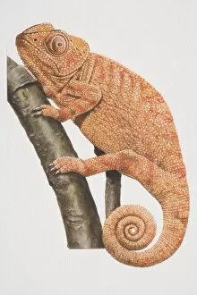 Tree Dwelling Collection: Chamaeleon (chamaeleonidae) perched on tree branch, side view