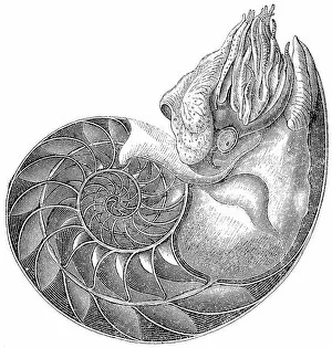 Images Dated 4th November 2011: Chambered Nautilus (Nautilus Pompilius)