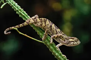 Uganda Prints: Chameleon (Chameleo rudis rudis), Uganda