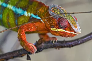 Images Dated 15th May 2018: Chameleon walking on a branch