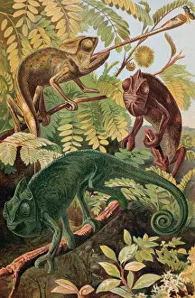 Chameleons in Natural Habitat
