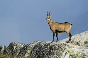 Images Dated 6th September 2012: Chamois -Rupicapra Rupicapra-, Canton of Valais, Switzerland