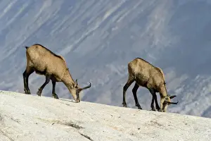 Salt Prints: Chamois -Rupicapra rupicapra- licking off mineral salts, Valais, Switzerland, Europe