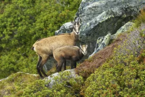 Images Dated 24th August 2014: Chamois -Rupicapra rupicapra-, mother with young, Bernese Oberland, Switzerland