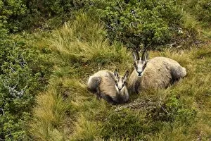 Images Dated 24th August 2014: Chamois -Rupicapra rupicapra-, mother with young, dormant, Bernese Oberland, Switzerland