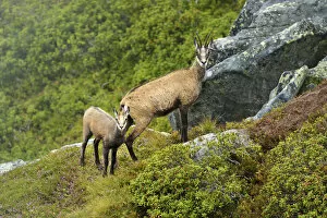 Images Dated 24th August 2014: Chamois -Rupicapra rupicapra-, mother with young, Bernese Oberland, Switzerland