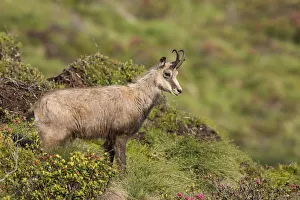 Images Dated 3rd July 2013: Chamois -Rupicapra rupicapra-, Stubai Valley, Tyrol, Austria