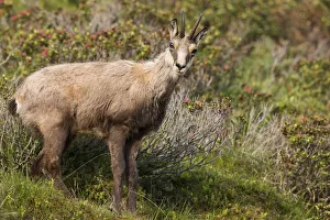 Images Dated 3rd July 2013: Chamois -Rupicapra rupicapra-, Stubai Valley, Tyrol, Austria