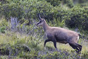 Images Dated 8th August 2012: Chamois -Rupicapra rupicapra-, Stubai Valley, Tyrol, Austria