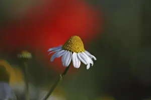 Chamomile flowers -Matricaria chamomilla or Matricaria recutita-