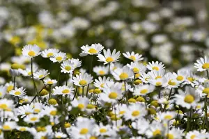 Mayweed Prints: Chamomile -Matricaria chamomilla- blossoms, Turkey