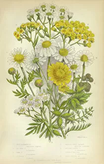 Isolated Collection: Chamomile, Yarrow, Milfoil, Daisy, Aster, Mayweed, Victorian Botanical Illustration