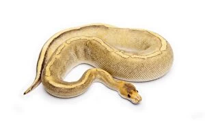 Images Dated 29th September 2011: Champagne Calico Ball Python or Royal Python -Python regius-, female