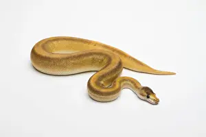 Female Animal Prints: Champagne Cinnamon Ball Python or Royal Python -Python regius-, female