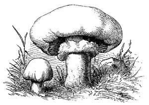 Edible Mushrooms, Victorian Botanical Illustration Collection: Champignon mushroom (Agaricus bisporus) known as common mushroom, button mushroom