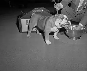 Champion English Bulldog