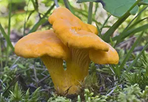 Tyrol Prints: Chanterelle or Golden Chanterelle -Cantharellus cibarius-, Tyrol, Austria