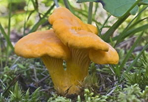 Images Dated 29th August 2014: Chanterelle or Golden Chanterelle -Cantharellus cibarius-, Tyrol, Austria
