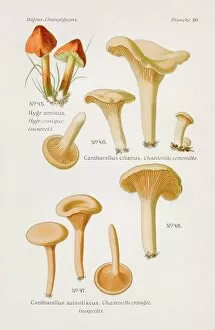 Images Dated 9th May 2017: Chanterelle mushroom 1891