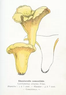 Images Dated 29th January 2018: Chanterelle mushroom engraving 1895