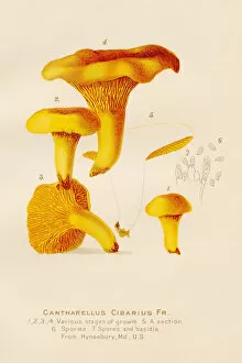 Images Dated 11th June 2018: Chanterelle mushroom illustration 1891