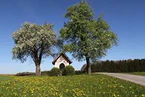 Chapel under blossoming pear trees -Pyrus communis-, Mostviertel, Must Quarter, Lower Austria, Austria, Europe