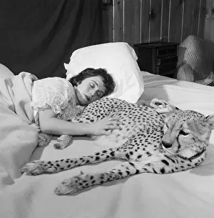 Cheetah Prints: Charlene Chapman Sleeping with Pet Cheetah