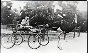 Charles Steinmetz In Ostrich Drawn Cart