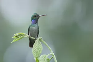 Images Dated 12th June 2015: Charming hummingbird