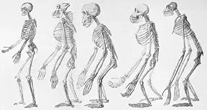 Chart Showing Human Evolution
