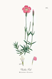 Images Dated 3rd October 2017: Cheddar Pink, Dianthus Caesius, Victorian Botanical Illustration, 1863