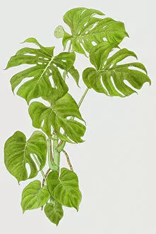 Vertical Image Gallery: Cheese plant