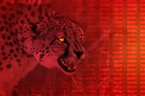 Snarling Prints: Cheetah