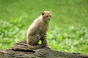 Zoo Animal Collection: Cheetah -Acinonyx jubatus-, cub, native to Africa, captive, Nuremberg, Middle Franconia, Bavaria