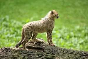 Cheetah -Acinonyx jubatus-, cub, native to Africa, captive, Nuremberg, Middle Franconia, Bavaria, Germany
