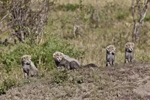 Images Dated 20th October 2011: Cheetah -Acinonyx jubatus- cubs, Masai Mara National Reserve, Kenya, East Africa, Africa