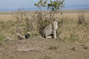 Images Dated 20th October 2011: Cheetah -Acinonyx jubatus- with cubs, Masai Mara National Reserve, Kenya, East Africa, Africa