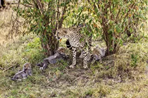 Images Dated 19th October 2011: Cheetah -Acinonyx jubatus- with three cubs, Masai Mara National Reserve, Kenya, East Africa