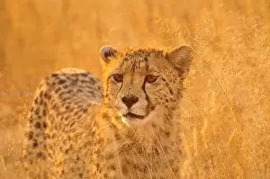 High Prints: Cheetah (Acinonyx jubatus) in the high grass of the Kgalagadi Transfrontier Park