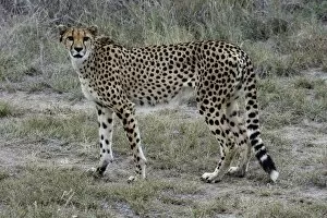 Images Dated 17th April 2013: Cheetah -Acinonyx jubatus-, Karas Region, Namibia