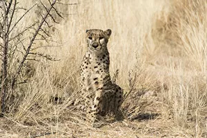 Images Dated 14th August 2012: Cheetah -Acinonyx jubatus-, Khomas, Namibia